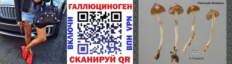 закладки Кемерово Псилоцибиновые грибы Cubensis